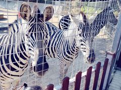 -泉州海丝野生动物世界