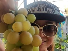 -马陆小张葡萄园农家乐