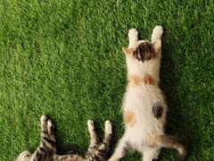 -庞各庄翠芳园西瓜蔬菜基地采摘园