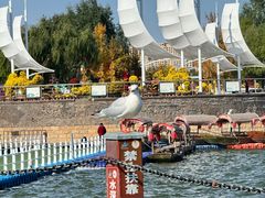 -包头南海湿地景区