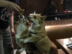 -百好乐宠物友好餐厅(朝外大街店)