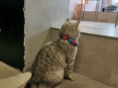 -猫儿山۰猫主题餐厅