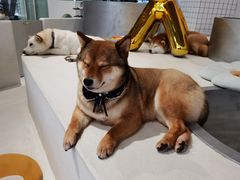 -柴务处·柴犬主题狗咖