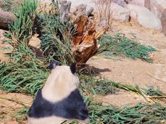 -青藏高原野生动物园