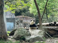 -都江堰中华大熊猫苑