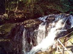 景点-莫里热带雨林景区