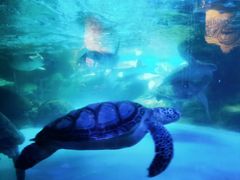 -海合安成都极地海洋公园