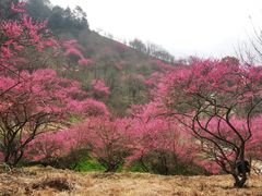 -新建村梅花