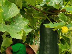 -光明小镇欢乐田园