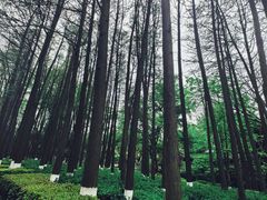 -南京古林公园