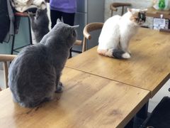 -平行世界·猫咖(首经贸店)