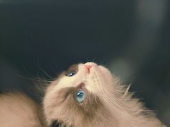 -喵zoo家庭繁育猫舍(尖东智能花园店)