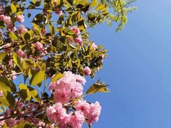 -长白岛森林公园