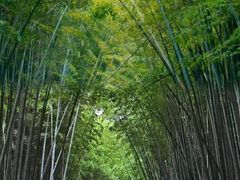 -同里国家湿地公园