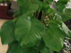 -汤泉良子.足疗按摩.SPA(中关村店)