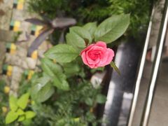 -好利来(红牌楼店)