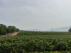-北京张裕爱斐堡酒庄