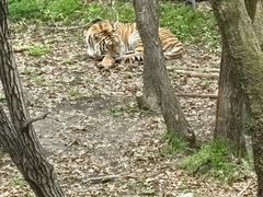 -哈尔滨北方森林动物园