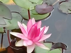 -叶家花园