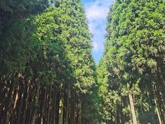 -武陵山森林公园