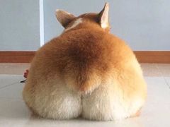 -瑞鹏宠物医院·骨科·猫科·内科(第一中心)