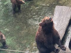 -深圳野生动物园