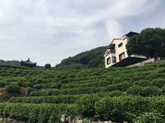 -阿巧茶庄