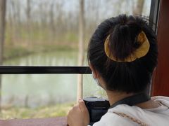 -合肥滨湖国家森林公园