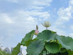 -莲花池公园