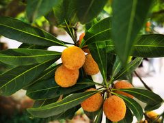 -宝岩生态观光园