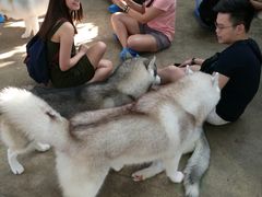 -TrueLove @ Neverland (Husky Cafe)