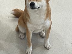 -共舞时光猫咖·狗咖(新街口店)