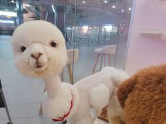 羊驼-千寻布偶家主题咖啡馆