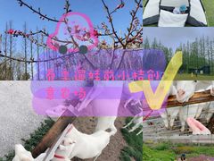 -前小桔亲子创意农场·草莓采摘·露营烧烤