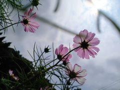 -贵州省植物园