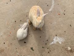 -石家庄市动物园