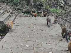 -黔灵山公园