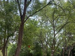 -南宁良凤江国家森林公园