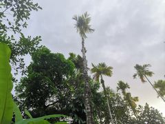 -呀诺达热带雨林