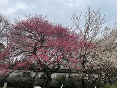 -杭州植物园