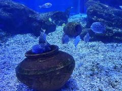 -海合安武汉极地海洋公园