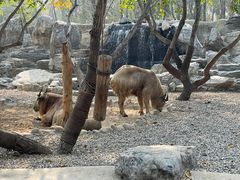 -北京野生动物园