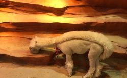 -酷嗒动物文化乐园(cutezoo西溪乐天城店)