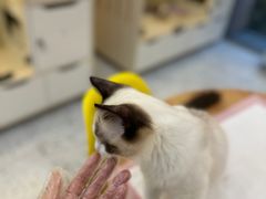 -柚子猫舍·精品猫舍购猫·猫咪认养·购宠·宠物店