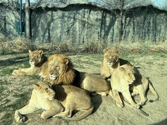 -北京野生动物园