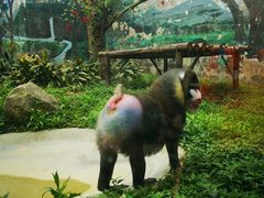 -成都动物园