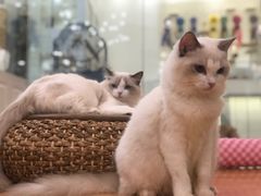 -momokira米努特·德文卷毛猫·棉花面纱犬