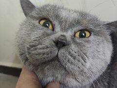 -创凡宠物医院·骨专科  猫科中心(西乡分院)