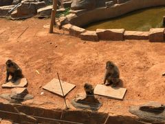 -辛玛王国游乐园