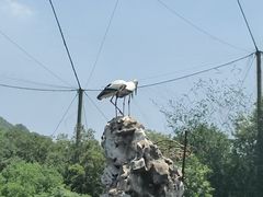 -合肥野生动物园